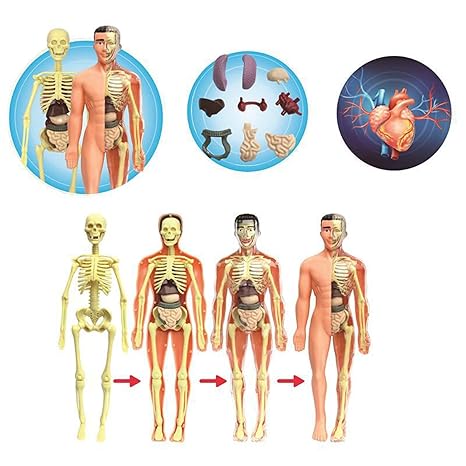 BioBuild Educational Anatomy Model for Kids