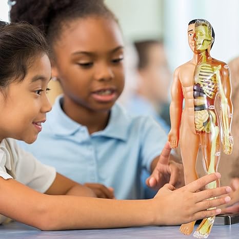 BioBuild Educational Anatomy Model for Kids