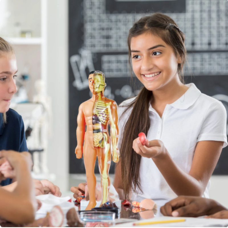 BioBuild Educational Anatomy Model for Kids