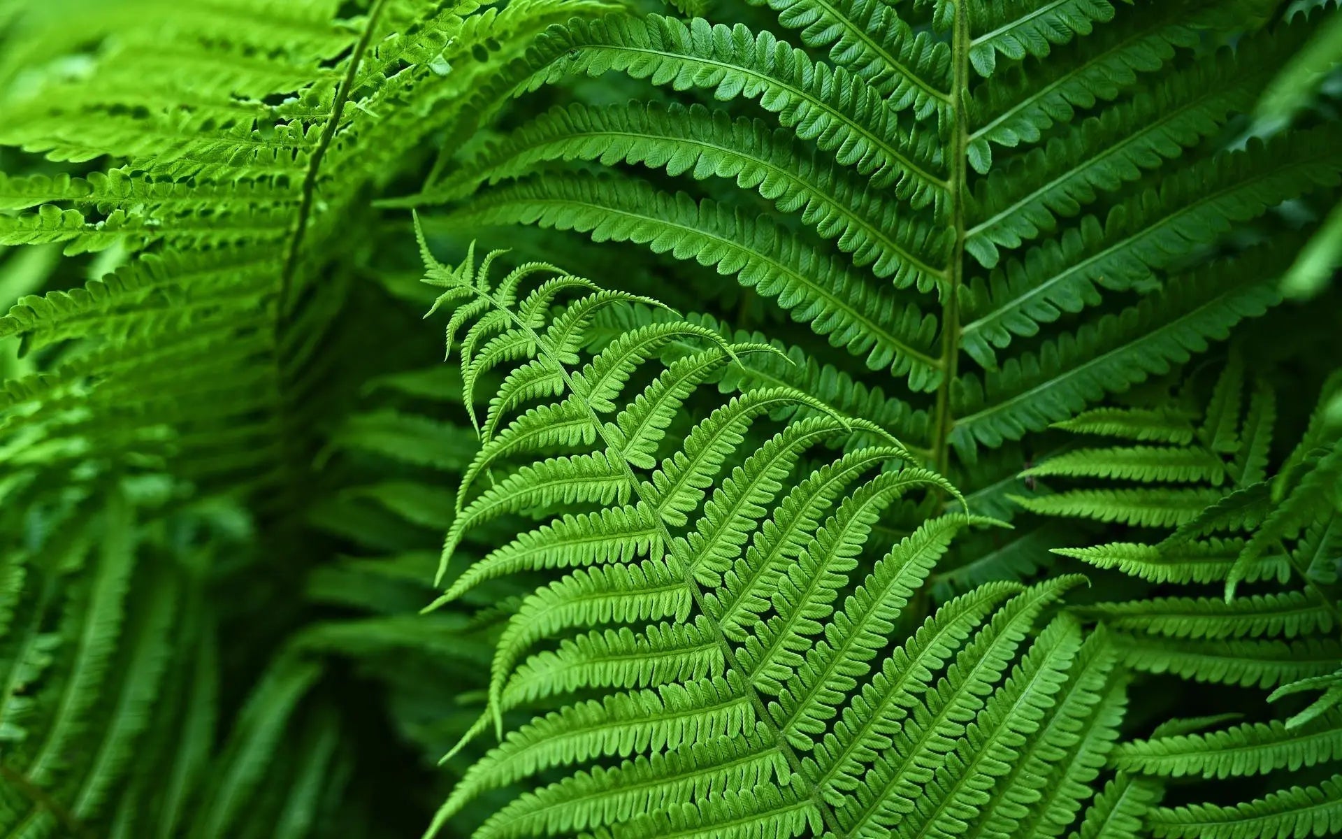 Maison Elmora | Artificial Boston Fern with UV Resistant Material | Maintenance-Free Plant for Luxurious Outdoor Decor 2