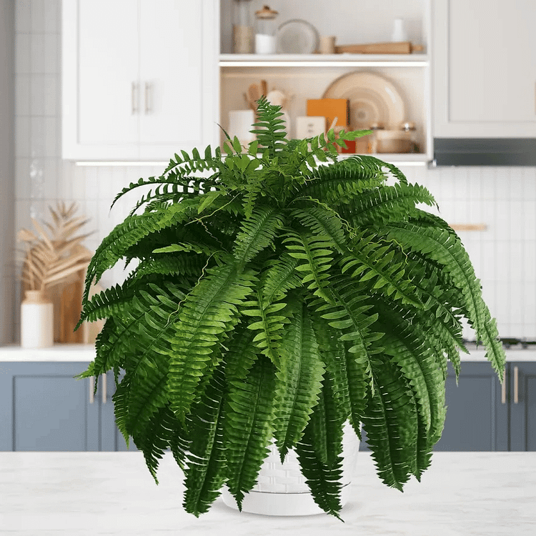 Maison Elmora | Artificial Boston Fern with UV Resistant Material | Maintenance-Free Plant for Luxurious Outdoor Decor 3