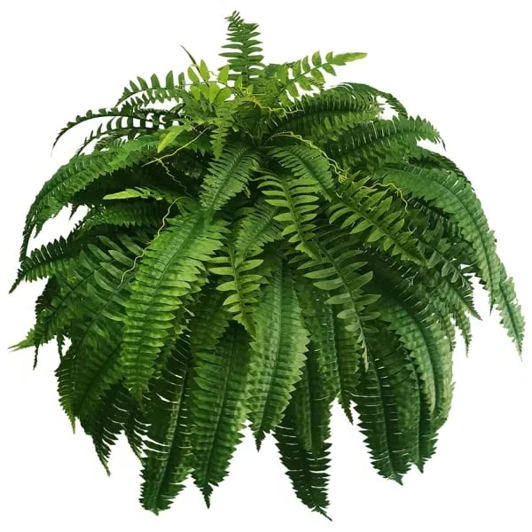 Maison Elmora | Artificial Boston Fern with UV Resistant Material | Maintenance-Free Plant for Luxurious Outdoor Decor 4