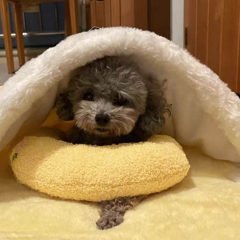 PetEase Luxe - Orthopedic Dog Bed for Calm, Restful Sleep