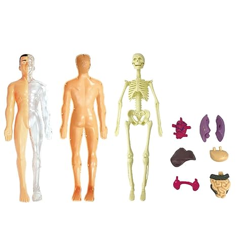 BioBuild Educational Anatomy Model for Kids