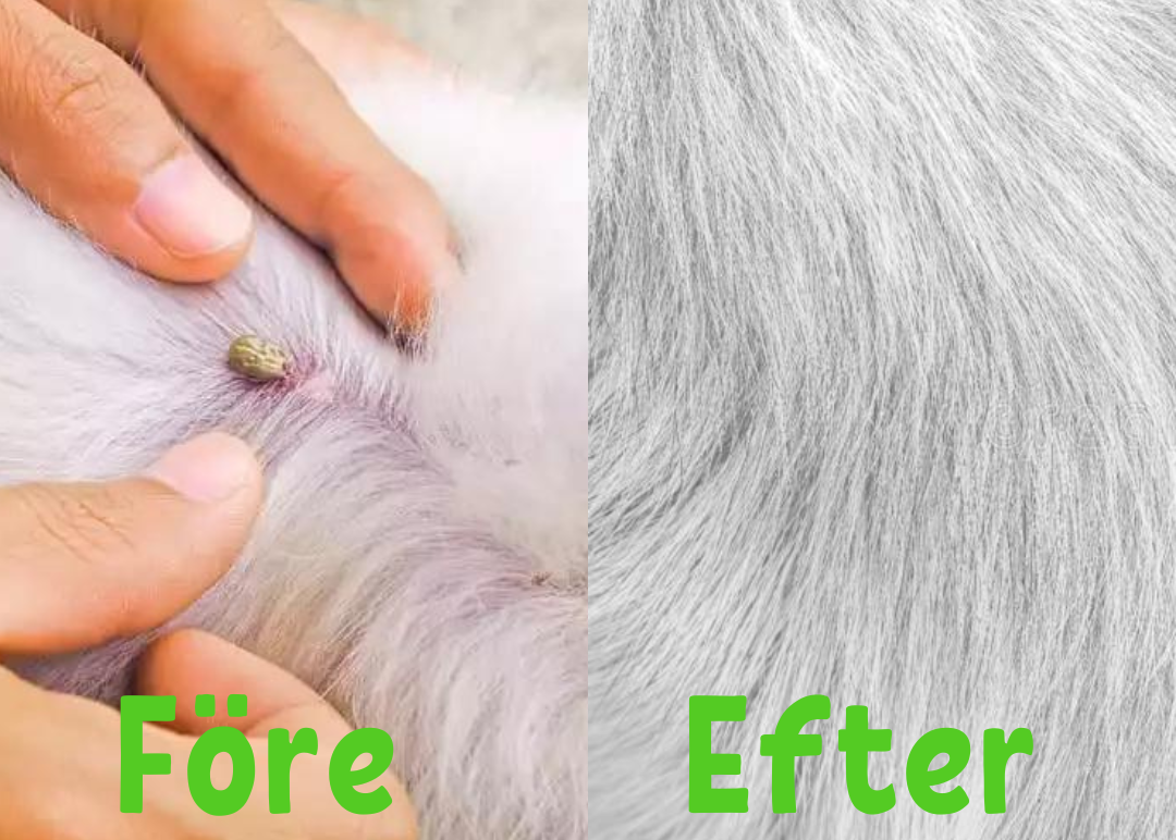 FleaShield - Flea & Tick Collar