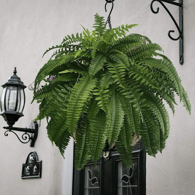 Maison Elmora | Artificial Boston Fern with UV Resistant Material | Maintenance-Free Plant for Luxurious Outdoor Decor 1