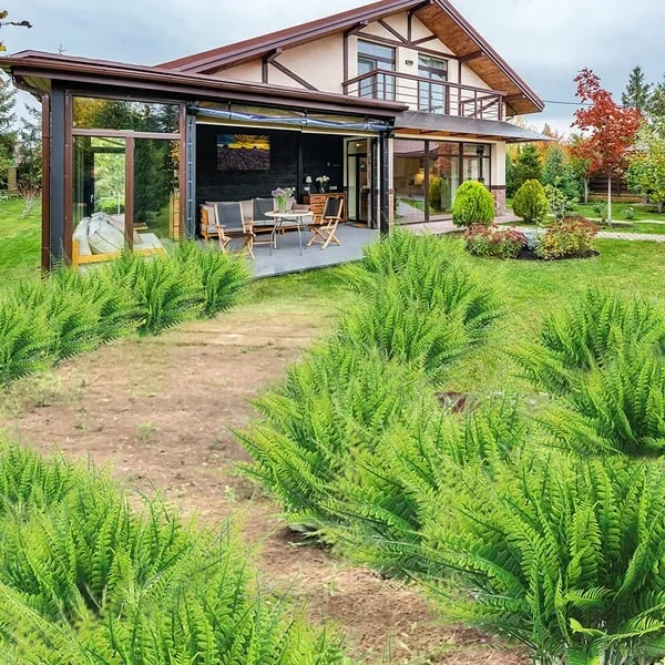 Maison Elmora | Artificial Boston Fern with UV Resistant Material | Maintenance-Free Plant for Luxurious Outdoor Decor 5