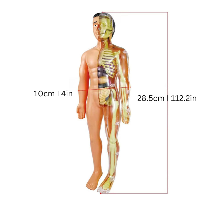 BioBuild Educational Anatomy Model for Kids