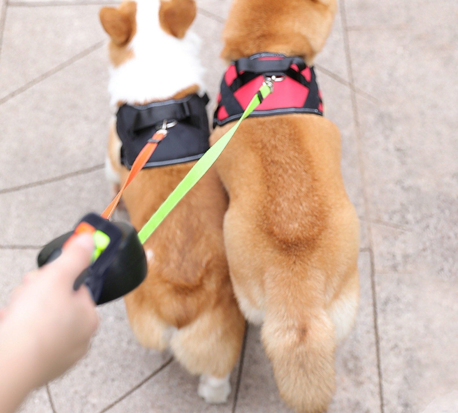 ProPet Duo - Retractable Double Dog Leash with Light
