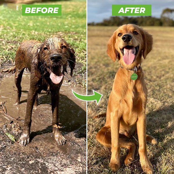 Dogjet Pro - Fast Dog Washing Sprayer