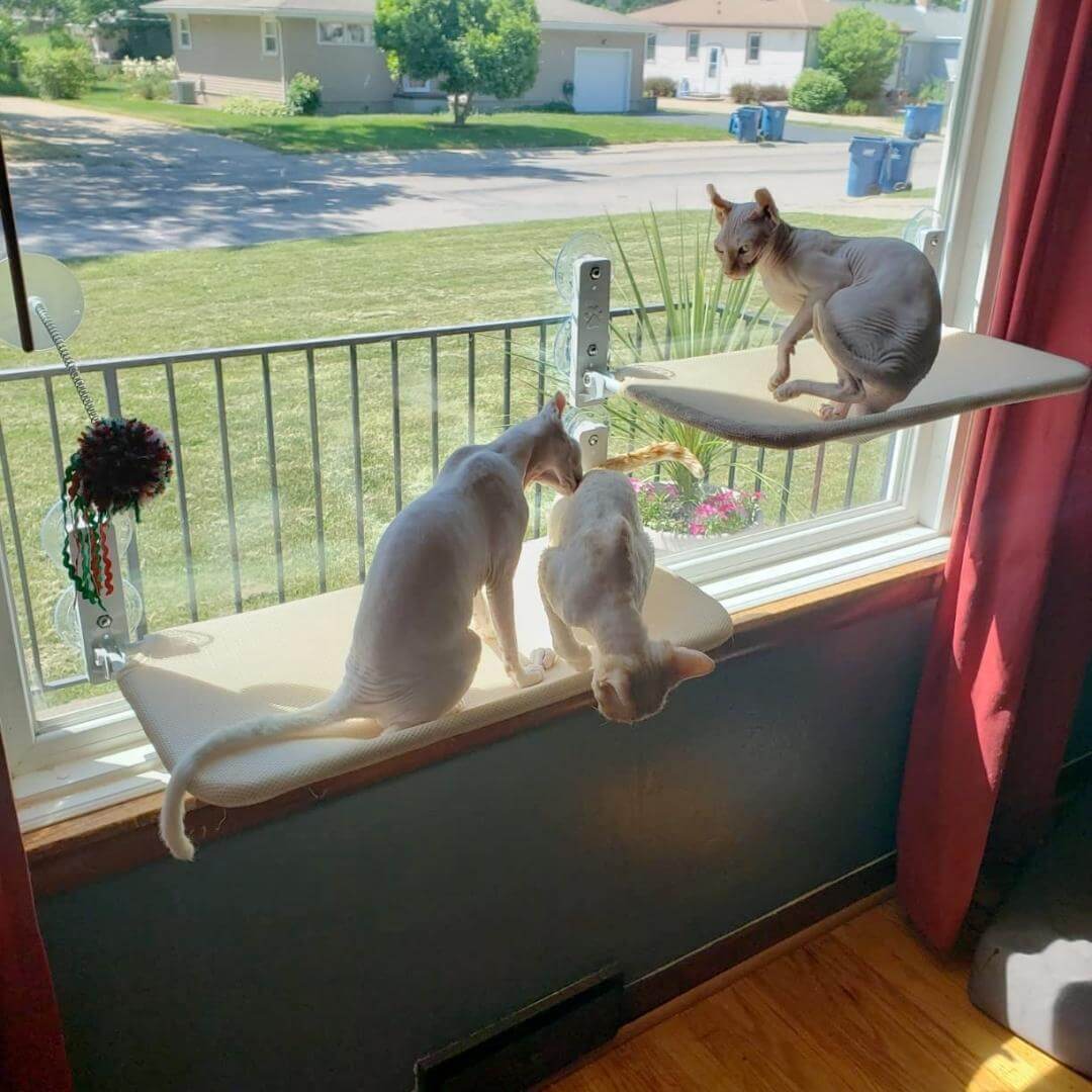 PawPerch - Foldable Cat Hammock for Cozy Lounging