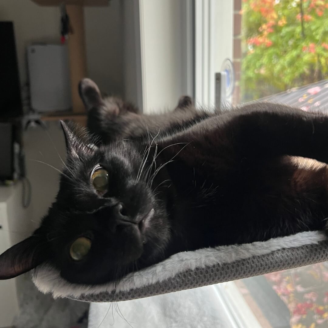 PawPerch - Foldable Cat Hammock for Cozy Lounging