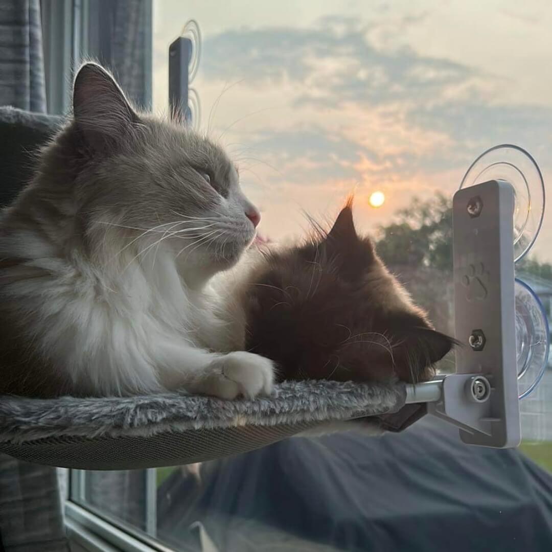 PawPerch - Foldable Cat Hammock for Cozy Lounging