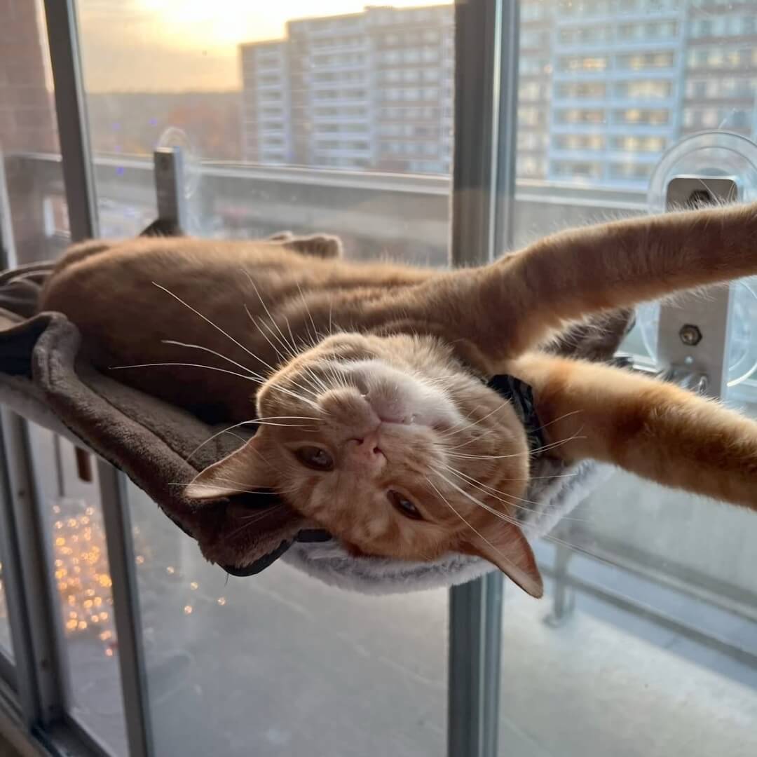 PawPerch - Foldable Cat Hammock for Cozy Lounging
