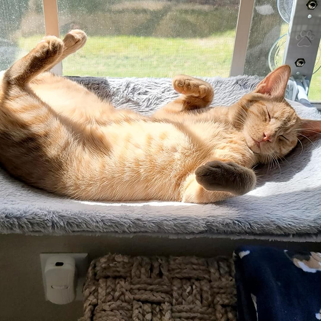 PawPerch - Foldable Cat Hammock for Cozy Lounging
